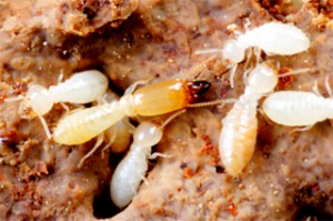 Home Safety Tips for Termites